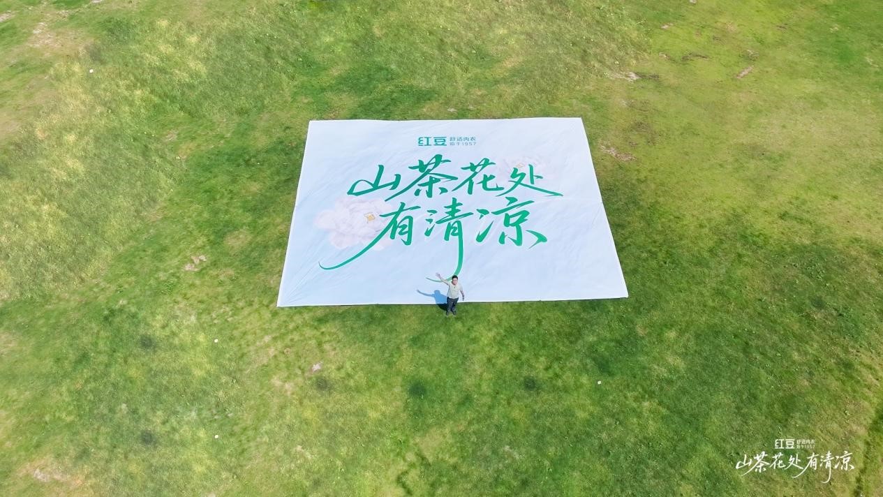 W66利来国际棉山茶花1